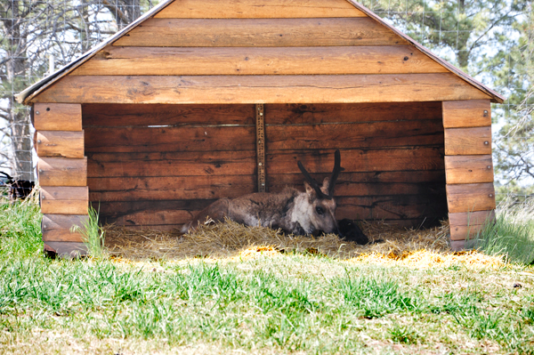 Mama Elk and Baby Elk at Bear Country USA